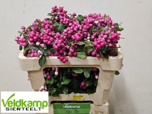Symphoricarpos (Pink Berry Grp) Magical Ruby Giant