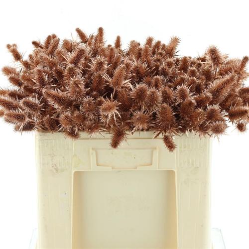 Eryngium alpinum kleurbehandeld H%