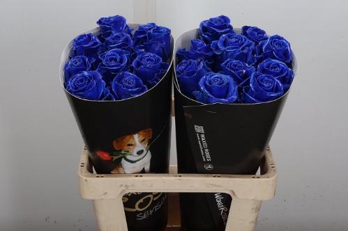 Rosa grootbloemig gewaxt H%