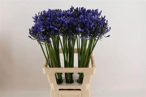 Agapanthus (Funnel Grp) 'Uri'