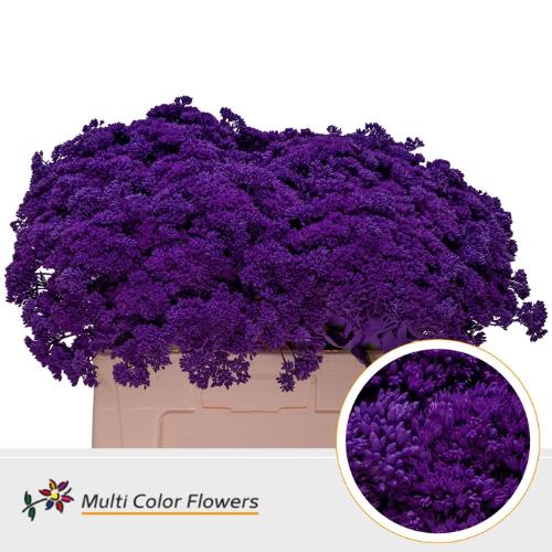 Sedum kleurbehandeld H%