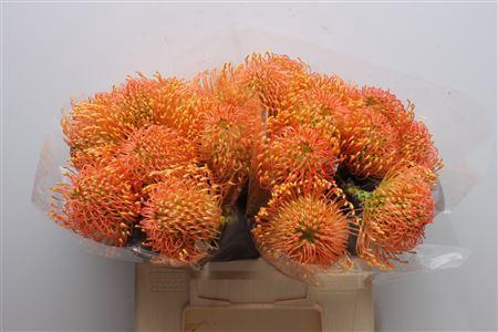 Leucospermum cordifolium overig