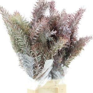 Acacia baileyana bloeiend per bos 'Purpurea'Dealbata Grp