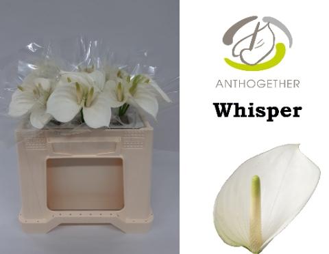 Anthurium Andreanum Grp Whisper