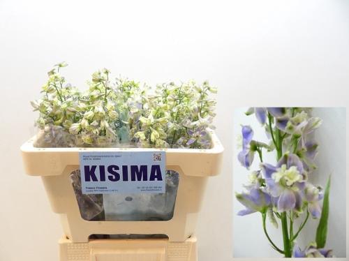 Delphinium enkelbloemig 'Trick'