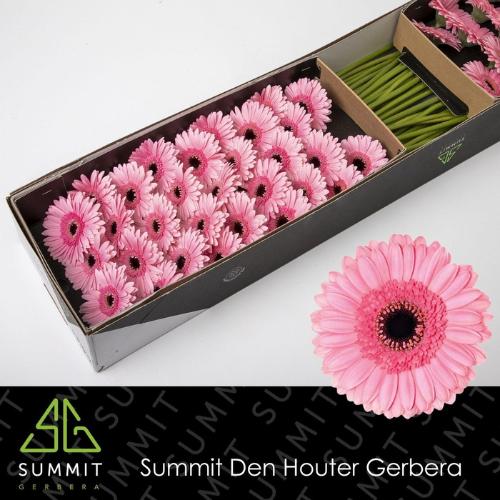 Gerbera mini 'Maeve'