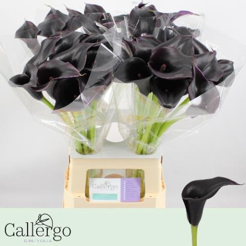 Zantedeschia 'Cantor'