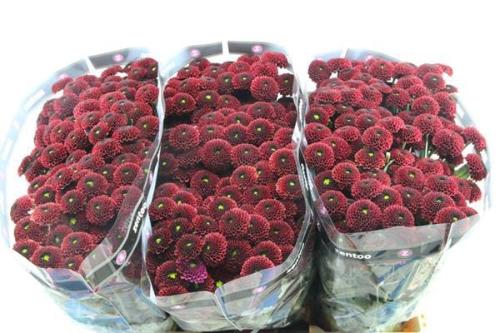 Chrysanthemum (Indicum Grp) tros santini AAA Purpetta Red