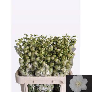 Delphinium Elatum Grp dubbelbloemig 'Centurion White'