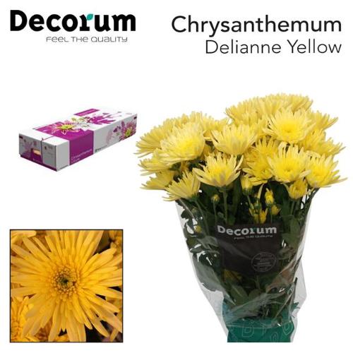 Chrysanthemum Indicum Grp tros kas 'Delianne Yellow'