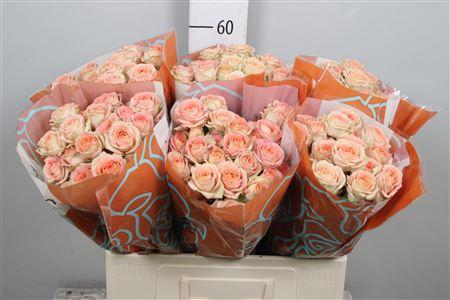 Rosa tros Azore