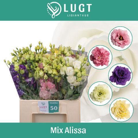Eustoma russellianum gevuldbloemig Alissa gemengd in fust
