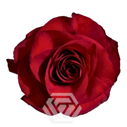 Rosa grootbloemig overig
