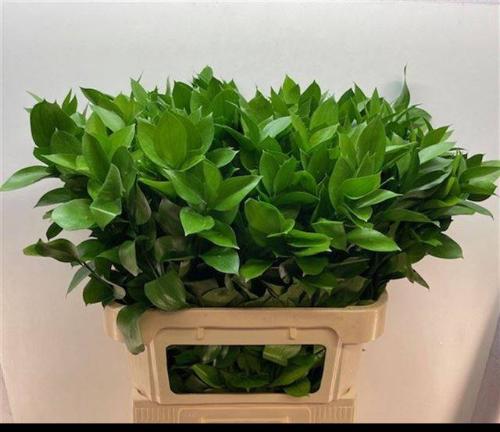 Ruscus hypophyllum (groot blad)