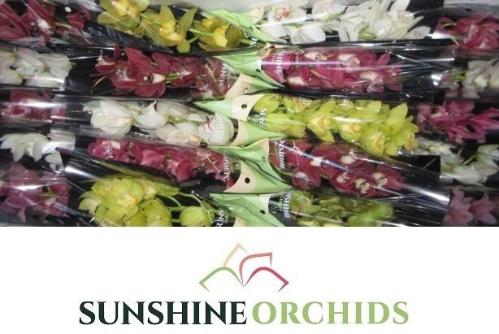 Cymbidium mini per tak gemengd