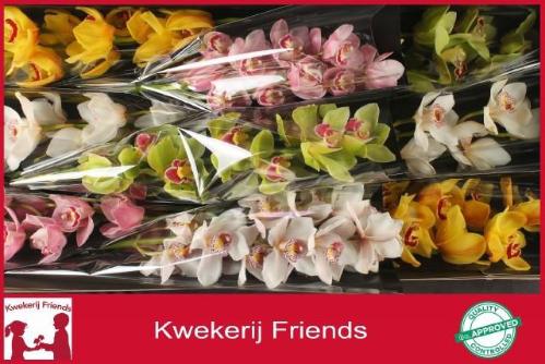Cymbidium grootbloemig per tak gemengd
