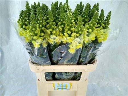 Antirrhinum majus 'Opus Yellow'