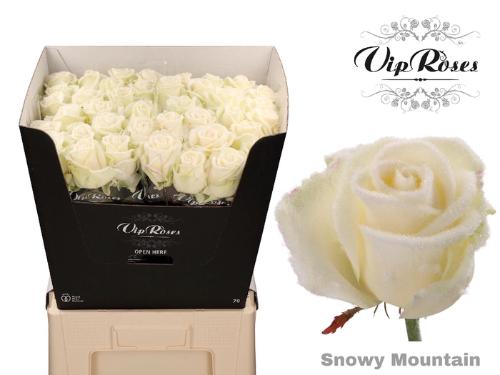 Rosa grootbloemig kleurbehandeld H%