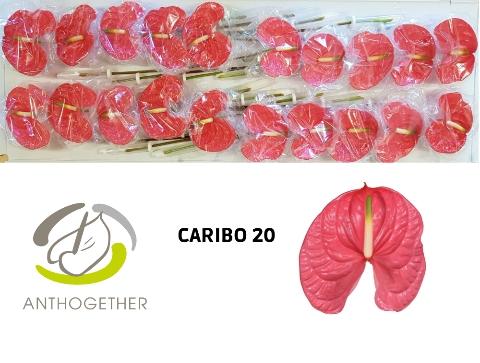 Anthurium (Andreanum Grp) Caribo