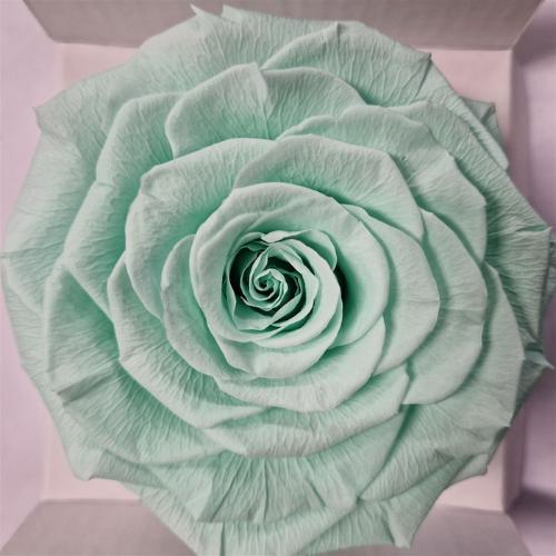 Rosa grootbloemig kleurbehandeld H%