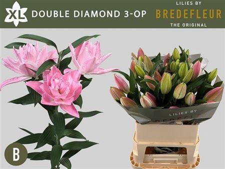 Lilium (Oriental Grp) dubbel 'Double Diamond'