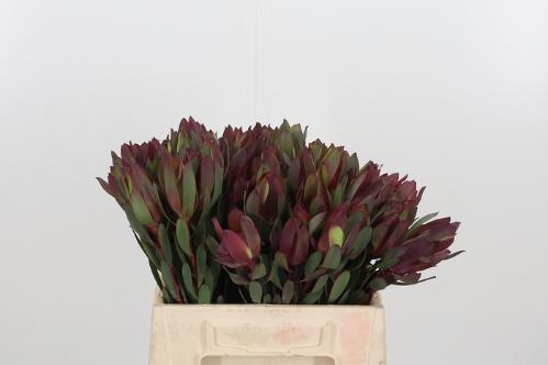 Leucadendron 'Senorita'
