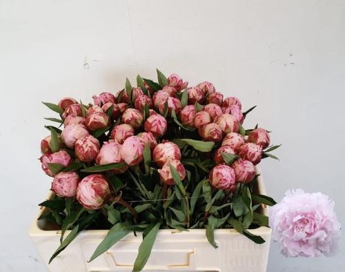 Paeonia Lactiflora Grp 'Sarah Bernhardt'
