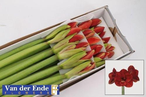 Hippeastrum Galaxy Grp 'Ferrari'