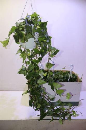 Hedera helix 'Mein Herz'