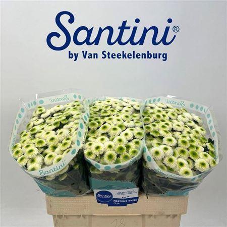 Chrysanthemum (Indicum Grp) tros santini Maverick