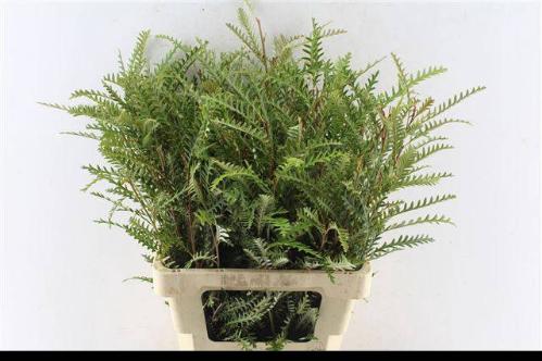 Grevillea 'Ivanhoe Bronze'