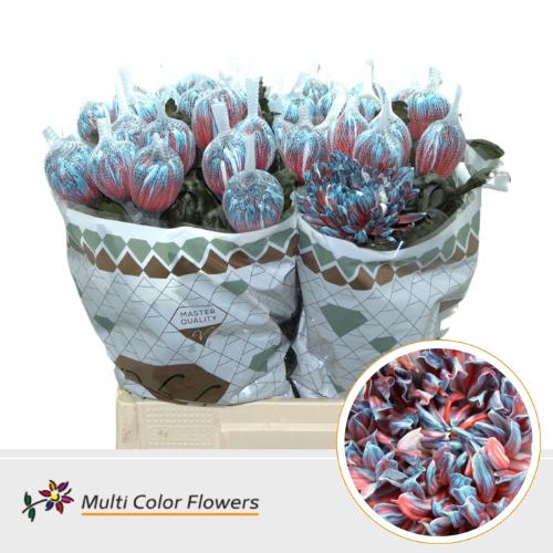 Chrysanthemum (Indicum Grp) geplozen Antonov kleurbehandeld H%