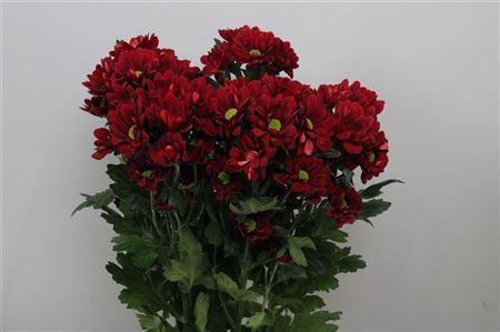 Chrysanthemum (Indicum Grp) tros Mexicano