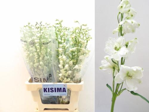Delphinium Elatum Grp dubbelbloemig 'Guardian White'