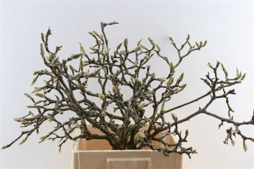 Magnolia grandiflora per bos