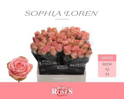 Rosa grootbloemig Sophia Loren