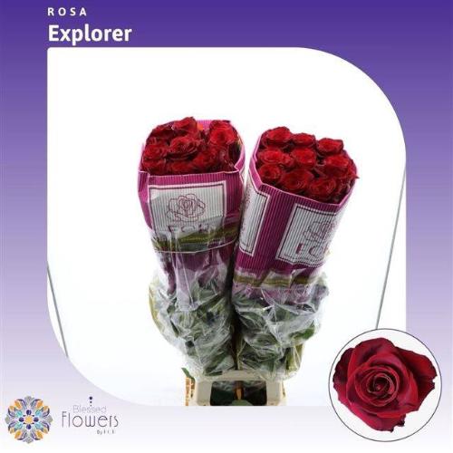 Rosa grootbloemig Explorer