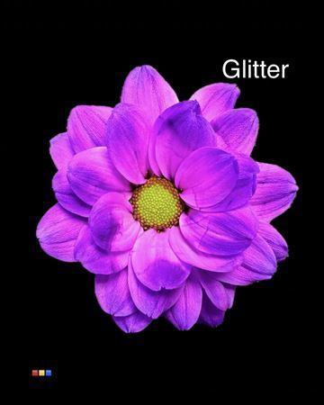 Chrysanthemum Indicum Grp tros kas kleurbehandeld H%