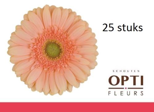 Gerbera grootbloemig Pre - Extase