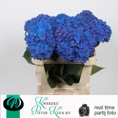 Hydrangea macrophylla 'Pimpernel'