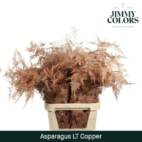 Asparagus overig kleurbehandeld H%