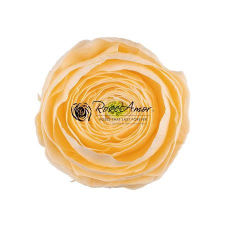 Rosa grootbloemig kleurbehandeld H%