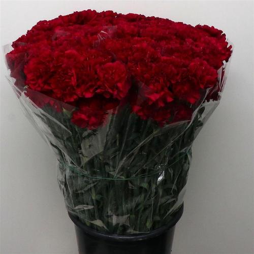 Dianthus standaard 'Golem'