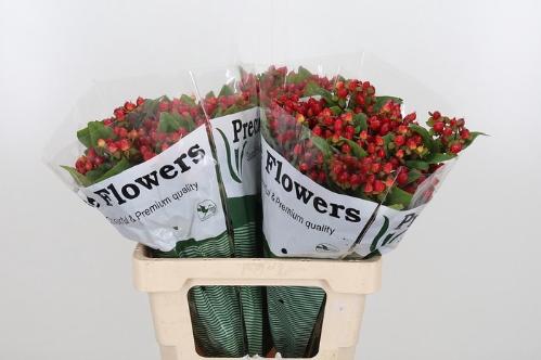 Hypericum inodorum Magical Triumph