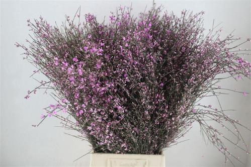 Genista kleurbehandeld H%