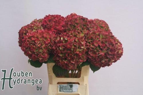 Hydrangea macrophylla Glowing Alps (classic)