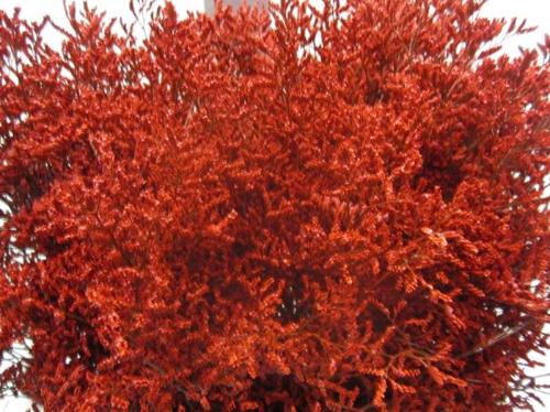 Limonium overig kleurbehandeld H%