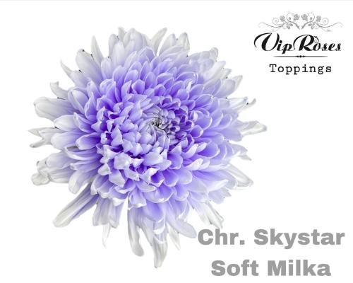 Chrysanthemum geplozen kas kleurbehandeld H%