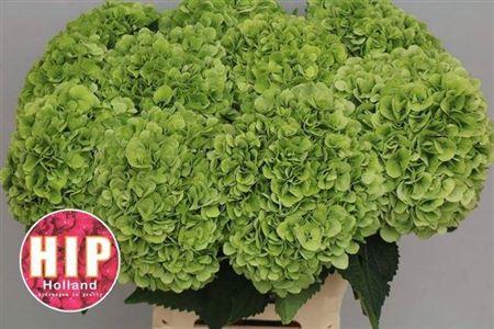 Hydrangea macrophylla 'Cannonball' (classic)