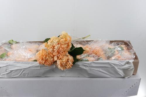 Hydrangea overig